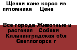 Щенки кане корсо из  питомника! › Цена ­ 65 000 - Все города Животные и растения » Собаки   . Калининградская обл.,Светлогорск г.